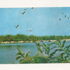 RF7 -Carte Postala- Colonie de pelicani in Delta Dunarii, circulata 1972