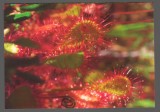 CPIB 20203 CARTE POSTALA - DROSERA ANGLICA - PLANTA CARNIVORA