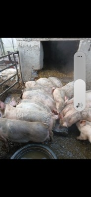 Purcei de vanzare foto