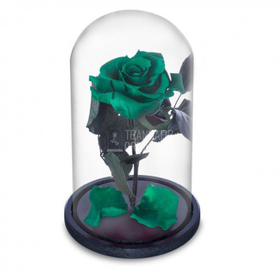 Trandafir Criogenat verde inchis &amp;Oslash;6,5cm in cupola 10x20cm foto