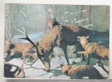 bnk cp Muzeul Antipa - Diorama - uzata