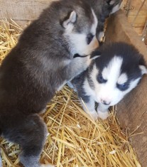 Husky siberian foto