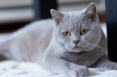 Motan British shorthair Lila