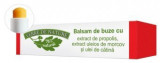 Balsam de buze cu extract de propolis, morcov si catina 4.8 g, Verre de Nature