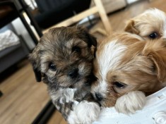 Bichon havanez ccautam stapan foto