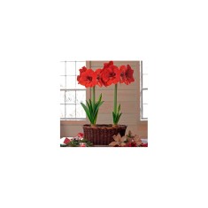 Amaryllis, Hippeastrum Ferrari, Rosu, 34/36,1 bulb