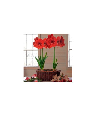 Amaryllis, Hippeastrum Ferrari, Rosu, 30/32,1 bulb foto