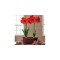 Amaryllis, Hippeastrum Ferrari, Rosu, 30/32,1 bulb