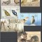 OMAN 2016 FAUNA PASARI FLUTURI ANIMALE