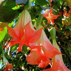 Seminte Flori Datura , Brugmansia, Trompeta ingerilor, 10 semin?e color 7 foto
