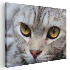 Tablou portret pisica Tablou canvas pe panza CU RAMA 20x30 cm