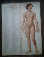 Corpul femeesc in opt planse colorate , in parte detasabile foto