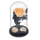 Cumpara ieftin Trandafir Criogenat piersica &Oslash;6,5cm in cupola sticla 10x20cm