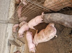 Vand porci de carne