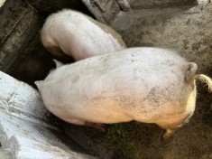 Porc de vanzare 200kg foto
