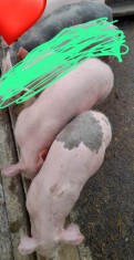 Purcei de v&amp;acirc;nzare foto