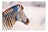 Tablou Canvas, "Zebră &icirc;n lumina dimineții africane", Zebră, Dungată, Savana, Natură, Frumusețe, Contrast, Patrulape, Sălbatică, Unicitate, Serenitate,