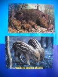 HOPCT LOT NR 432 PORC/PORCI -FAUNA -2 CARTI POSTALE-CIRCULATE, Circulata, Printata