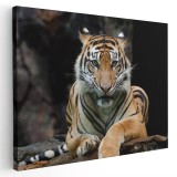 Tablou tigru de Sumatra Tablou canvas pe panza CU RAMA 20x30 cm