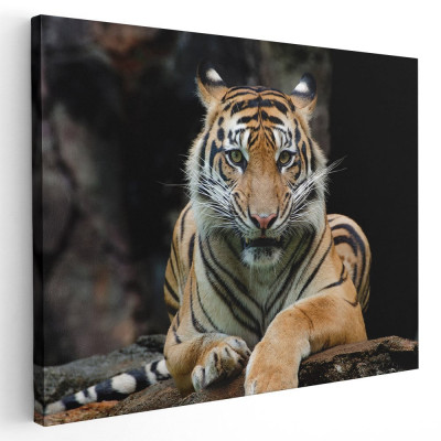 Tablou tigru de Sumatra Tablou canvas pe panza CU RAMA 20x30 cm foto