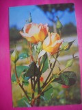 HOPCT 11488 TRANDAFIRI -CP FELICITARE FLORI- ROMANIA-NECIRCULATA