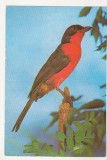 Bnk cp Bucuresti - Muzeul Antipa - pasari - Laniarius erythrogaster - necirculata, Printata