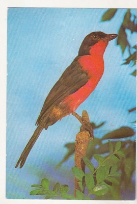 bnk cp Bucuresti - Muzeul Antipa - pasari - Laniarius erythrogaster - necirculata foto