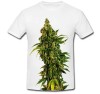 Tricou " Marijuana seed "