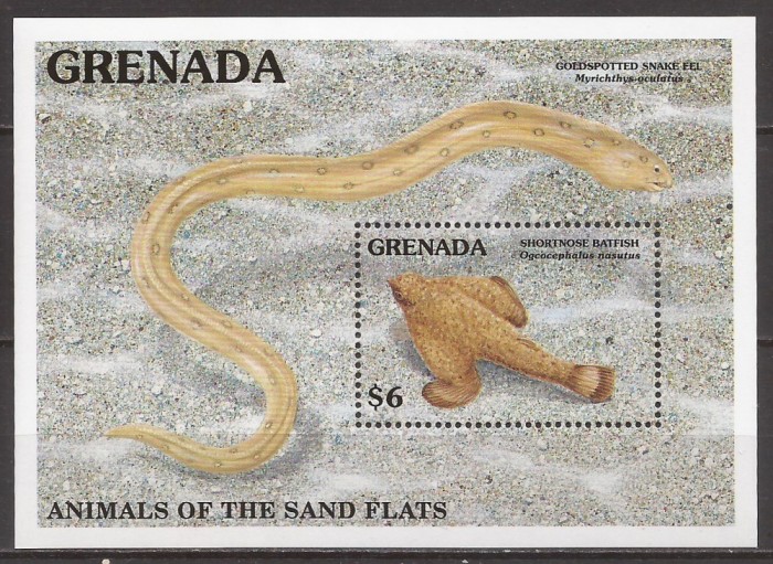 GRENADA FAUNA MARINA ( colita dantelata ) MNH