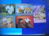 HOPCT LOT NR 1056 .PISICI --5 CARTI POSTALE-NECIRCULATE