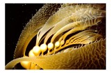 Tablou Canvas, "Dansul elegant al algelor marine", Frunzele, Lumină, Unduire, Ad&acirc;ncuri, Ocean, Gerbem, Eleganță, 39 x 26 cm, CMCLASS