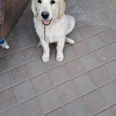 Vând cățel golden retriver