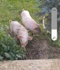 V&acirc;nd purcei rasă de carne