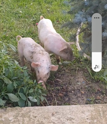 V&amp;acirc;nd purcei rasă de carne foto