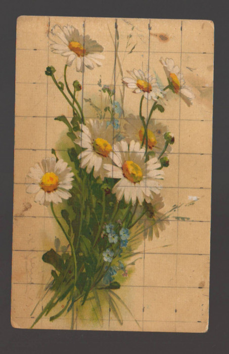 CPIB 20816 FELICITARE - BUCHET DE FLORI, G.O.M., NECIRCULATA