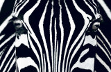 Cumpara ieftin Fototapet 00684 Zebra