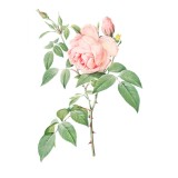Sticker decorativ Trandafir, Roz Bujor, 80 cm, 1178ST