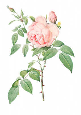 Sticker decorativ Trandafir, Roz Bujor, 80 cm, 1178ST foto