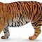 Tigru Siberian XL - Animal figurina