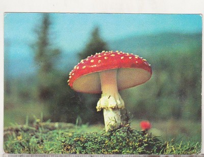 bnk cp Palaria sarpelui - vedere - circulata - marca fixa foto