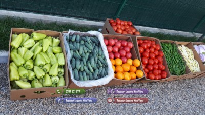 Rasad rosii Rasaduri Legume ardei castraveti vinete salata tomate 2025 foto