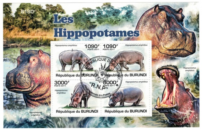 BURUNDI 2011 - Hipopotami / colita