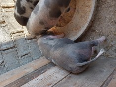 V&amp;acirc;nd grăsuni in v&amp;acirc;rstă de 3 luni și jumatate foto