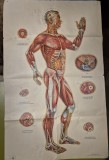 afis format mare - acupunctura chinezeasca - dimensiuni 105 / 66 cm