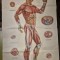 afis format mare - acupunctura chinezeasca - dimensiuni 105 / 66 cm