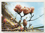 bnk cp Iasi - Gradina botanica - Magnolia - necirculata