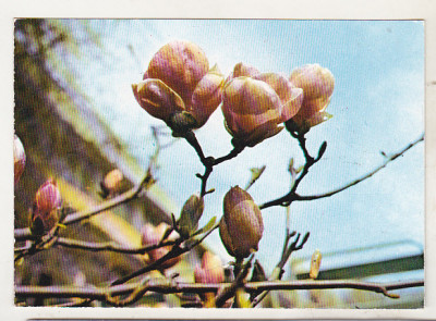 bnk cp Iasi - Gradina botanica - Magnolia - necirculata foto