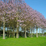 Kit irigare plantatie de arbori Paulownia (irigare pe spalier)
