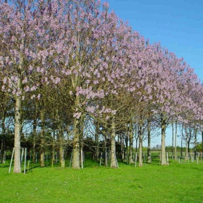 Kit irigare plantatie de arbori Paulownia (irigare pe spalier) foto