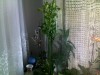 Vand un cactus natural ornamental.